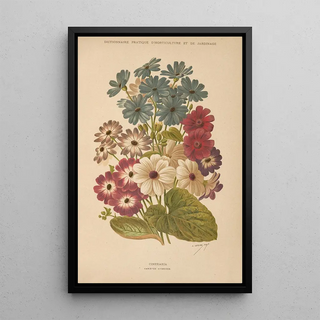 George Nicholson - Dictionnaire pratique dhorticulture Pl12.webp