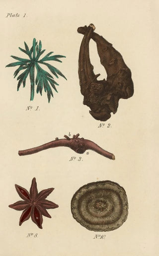 George Sampson Valentine Wills - A Manual of Vegetable Materia Medica Pl13.webp