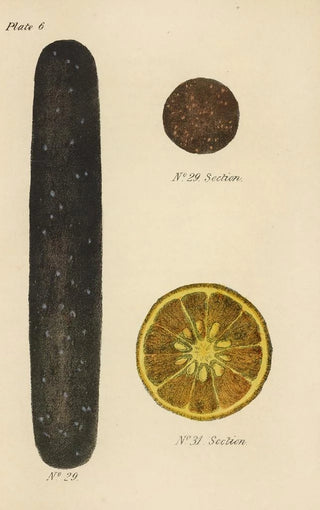 George Sampson Valentine Wills - A Manual of Vegetable Materia Medica Pl20.webp