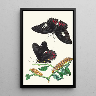 George Shaw - Anchises.webp