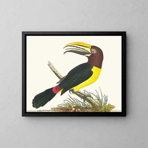 Toucan grön - George Shaw — inramlat konstverk på väggen