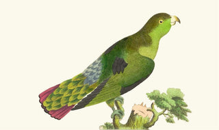 George Shaw - PURPLETAILED PARRAKEET.webp