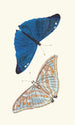 Papilio Adonis - George Shaw — vy av konstverket
