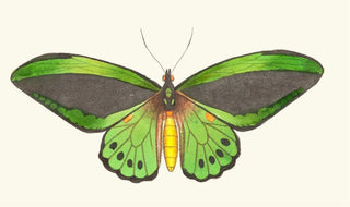 George Shaw - Papilio priamus.webp