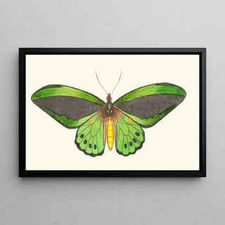 George Shaw - Papilio priamus.webp