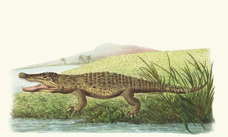 George Shaw - St Domingo Crocodile.webp
