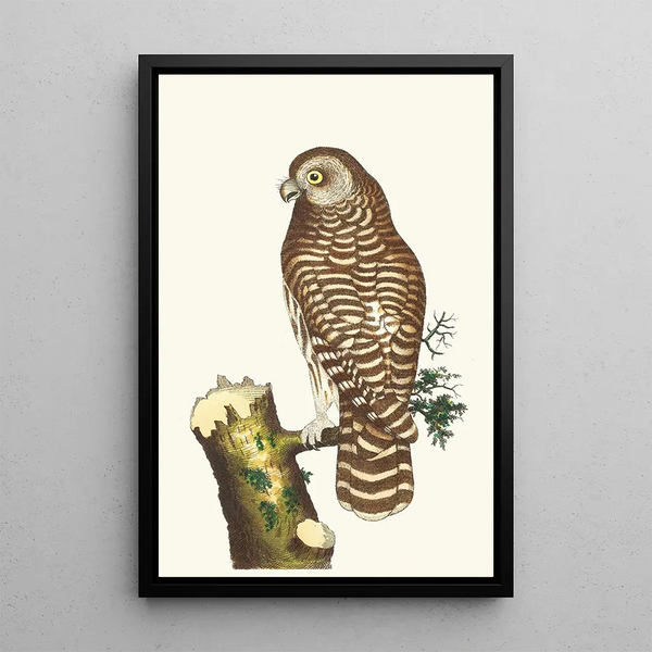 George Shaw - THE CLOUDED OWL.webp
