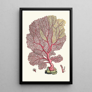 George Shaw - THE FAN GORGONIA.webp