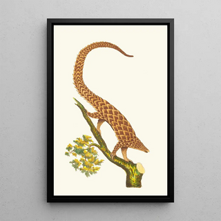 George Shaw - THE FOURTOED MANIS.webp