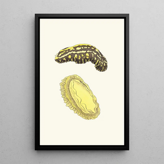 George Shaw - Trilineated Phyllidia.webp