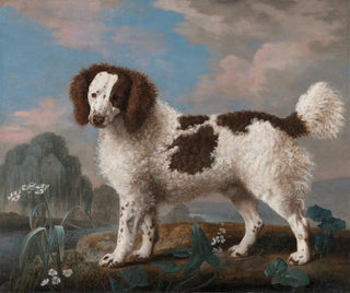 George Stubbs - Brown and White Norfolk or Water Spaniel.webp