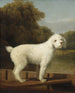 Caniche blanc dans un punt - George Stubbs — vy av konstverket