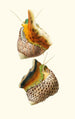 Trochus turbinas Trochus articulatus - Georges Servain — vy av konstverket