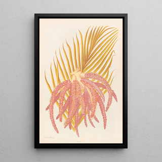 Georgina Burne Hetley - Areca Sapida.webp