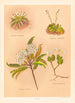 Celmisia longifolia Celmisia glandulosa Olearia ilicifolia - Georgina Burne Hetley — vy av konstverket