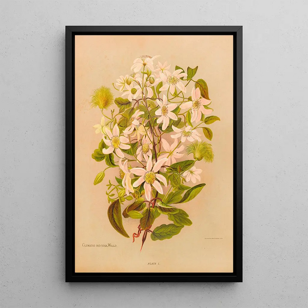 Georgina Burne Hetley - Clematis Indivisa.webp