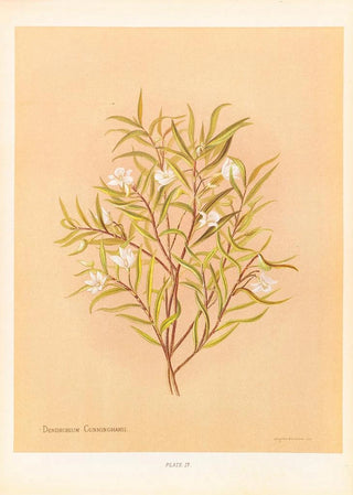 Georgina Burne Hetley - Denrobium Cunninghamii.webp