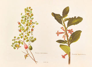 Georgina Burne Hetley - Fushia Procumbens.webp
