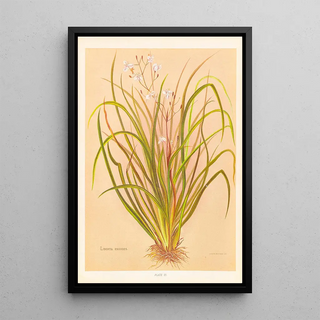 Georgina Burne Hetley - Libertia Exioides.webp