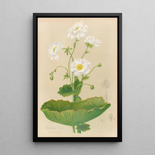 Georgina Burne Hetley - Mountain Lily.webp