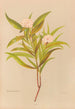 Pimelea longifolia - Georgina Burne Hetley — vy av konstverket