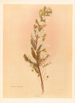 Georgina Burne Hetley - Pimelea Prostrata.webp
