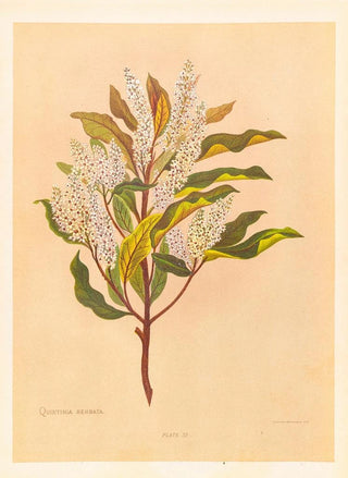 Georgina Burne Hetley - Quintinia Serrata.webp