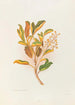 Selecio eleagnifolius - Georgina Burne Hetley — vy av konstverket