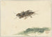 Insecte - Gerard Sanders — vy av konstverket