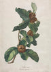 Néflier cultivé Mespilus germanica - Gerard van Spaendonck — vy av konstverket