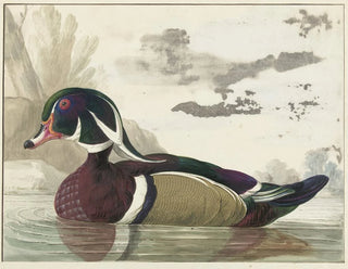 Gerrit van den Heuvel - Carolina eend.webp