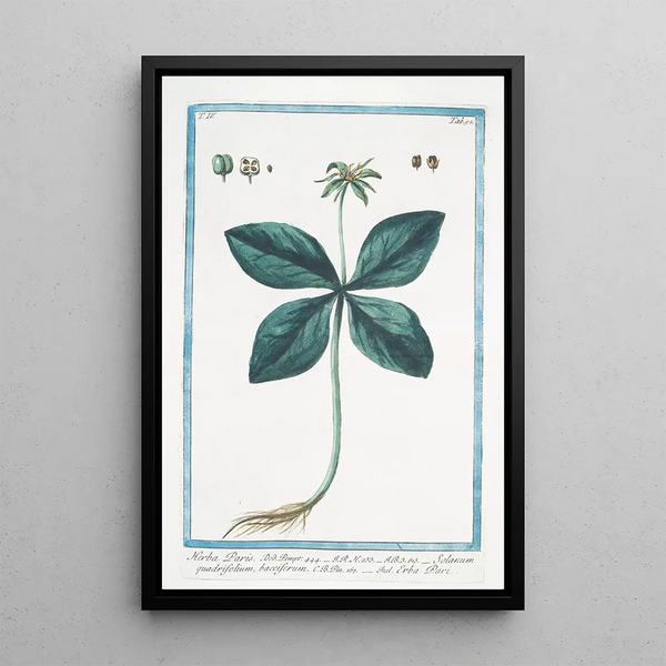 Giorgio Bonelli - Herba Paris Solanum quadrifolium bacciferum Erba Pari True Love One Berry.webp
