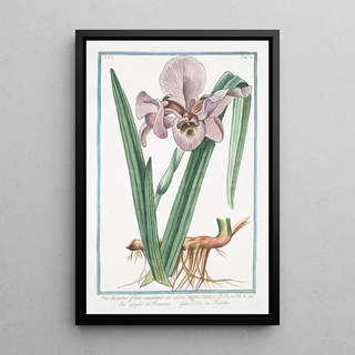 Giorgio Bonelli - Iris Susiana flore maximo ex albo nigricante Giglio di Faraone LIris ou Flambe.webp