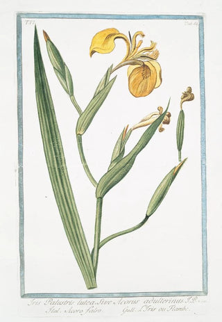 Giorgio Bonelli - Iris palustris lutea sive Acorus adulterinus Acoro falso LIris ou Flambe Yellow giglio.webp