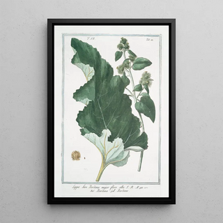 Giorgio Bonelli - Lappa sive Bardana major flore albo Bardana Bardane Burdock clotbur cocklebur grass burdock hardock hareburr hurrburr turkey burrseed.webp