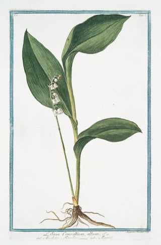 Giorgio Bonelli - Lilium Convallium album Mughetto Floralise Muguet Lily of the Valley.webp