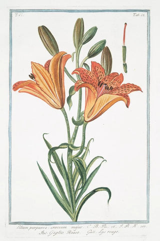 Giorgio Bonelli - Lilium purpureo croceum majus Giglio Rosso Lys rouge Orange lily.webp