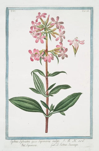 Giorgio Bonelli - Lychnis sylvestris quae Saponaria vulgo Saponara Le Lichnis sauvage.webp