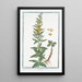 Lysimachia lutea major qu Discoridis foliis quaternis Corneille Lysimaque - Giorgio Bonelli — inramlat konstverk på väggen