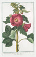 Malva Rosea folio subrotundo flore saturatius rubente Mauve Rose - Giorgio Bonelli — vy av konstverket