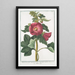 Malva Rosea folio subrotundo flore saturatius rubente Mauve Rose - Giorgio Bonelli — inramlat konstverk på väggen