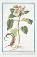 Martynia annua villosa et viscosa folio subrotundo flore magno rubro Proposcitea Martynie cornue - Giorgio Bonelli — vy av konstverket