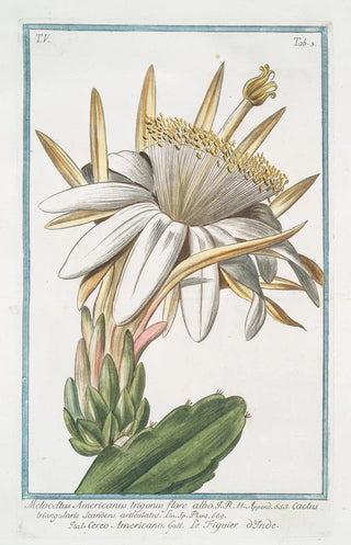 Giorgio Bonelli - Melocactus Americanus trigonus flore albo Cereo Americano Le figuier oInde Cactus melon.webp