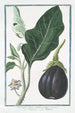 Melongena fructu oblongo violaceo Marignano Mayenne Pomme folle - Giorgio Bonelli — vy av konstverket