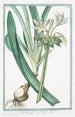 Narcissus maritimus Pancratzio Narcisse marin - Giorgio Bonelli — vy av konstverket
