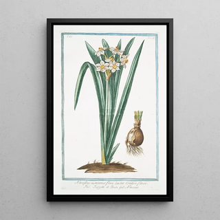 Giorgio Bonelli - Narcissus montanus flore lacteo cratere flavo Tazzetta di Prato Narcisse Mountain daffodil.webp