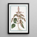Ocimum foliis ex viridi violaceis dentatis floribus suave rubentibus Basilico sanguigno Basilic - Giorgio Bonelli — inramlat konstverk på väggen