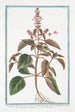 Ocimum foliis ex viridi violaceis dentatis floribus suave rubentibus Basilico sanguigno Basilic - Giorgio Bonelli — vy av konstverket
