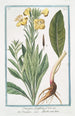 Onagra latifolia Onagra L'Herbe aux Anes - Giorgio Bonelli — vy av konstverket