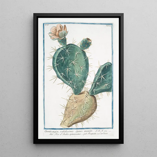 Giorgio Bonelli - Opuntia major validissimis Spinis munito Fico dIndia spinissimo Raquette ou Cardasse Indian Fig Semaphore Prickly pear.webp